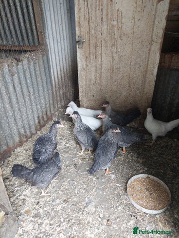 Chickens poultry - Advert 4
