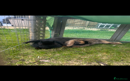 Mini Lop rabbits for sale: 2 gorgeous girls for sale - Image 1