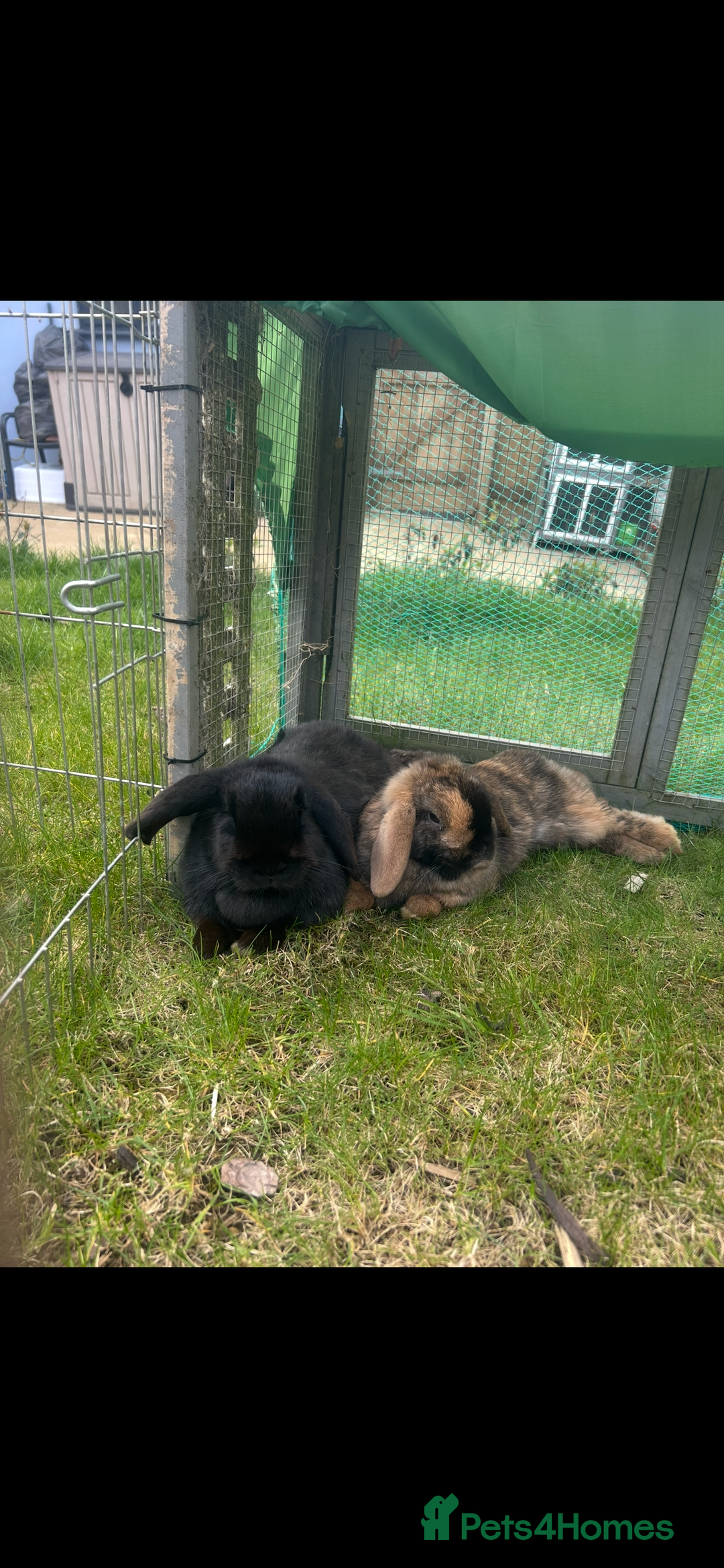 Mini Lop rabbits for sale: 2 gorgeous girls for sale - Image 1