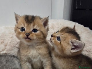 Scottish Fold cats Scottish folds - Advert 11