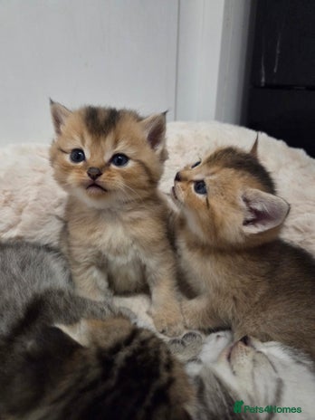 Scottish Fold cats Scottish folds - Advert 16