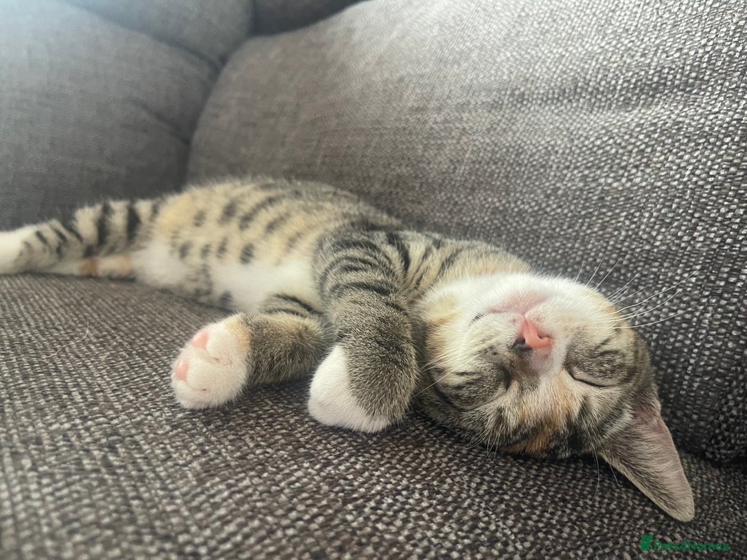 Domestic Shorthair cats for sale: Female Tabby and orange Kitten - Image 10
