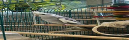 Cockatiels birds for sale: Ringo female bird. - Advert 3