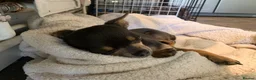 Chihuahua dogs for sale: Pedigree Teacup Chihuahua for Rehoming  - Advert 12