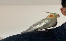 Cockatiels birds for sale: Tamed cocktail for sale - Image 1