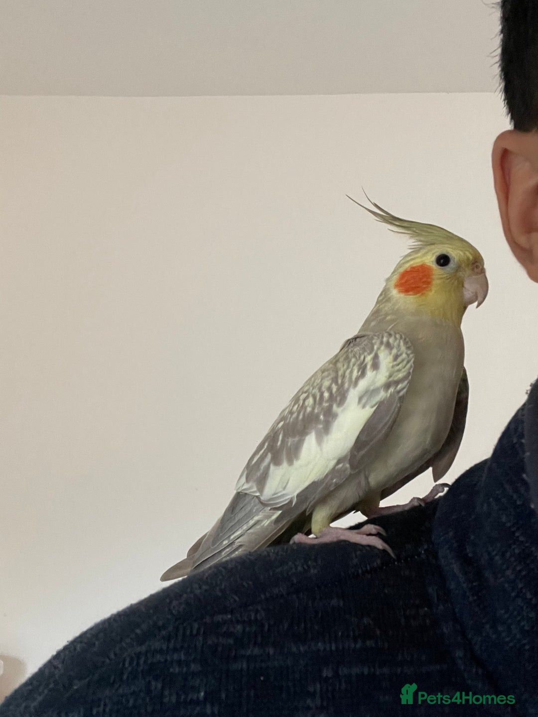 Cockatiels birds for sale: Tamed cocktail for sale - Image 1