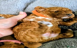 Cockapoo dogs for sale: GENUINE F1B COCKAPOO PUPPIES  - Image 8