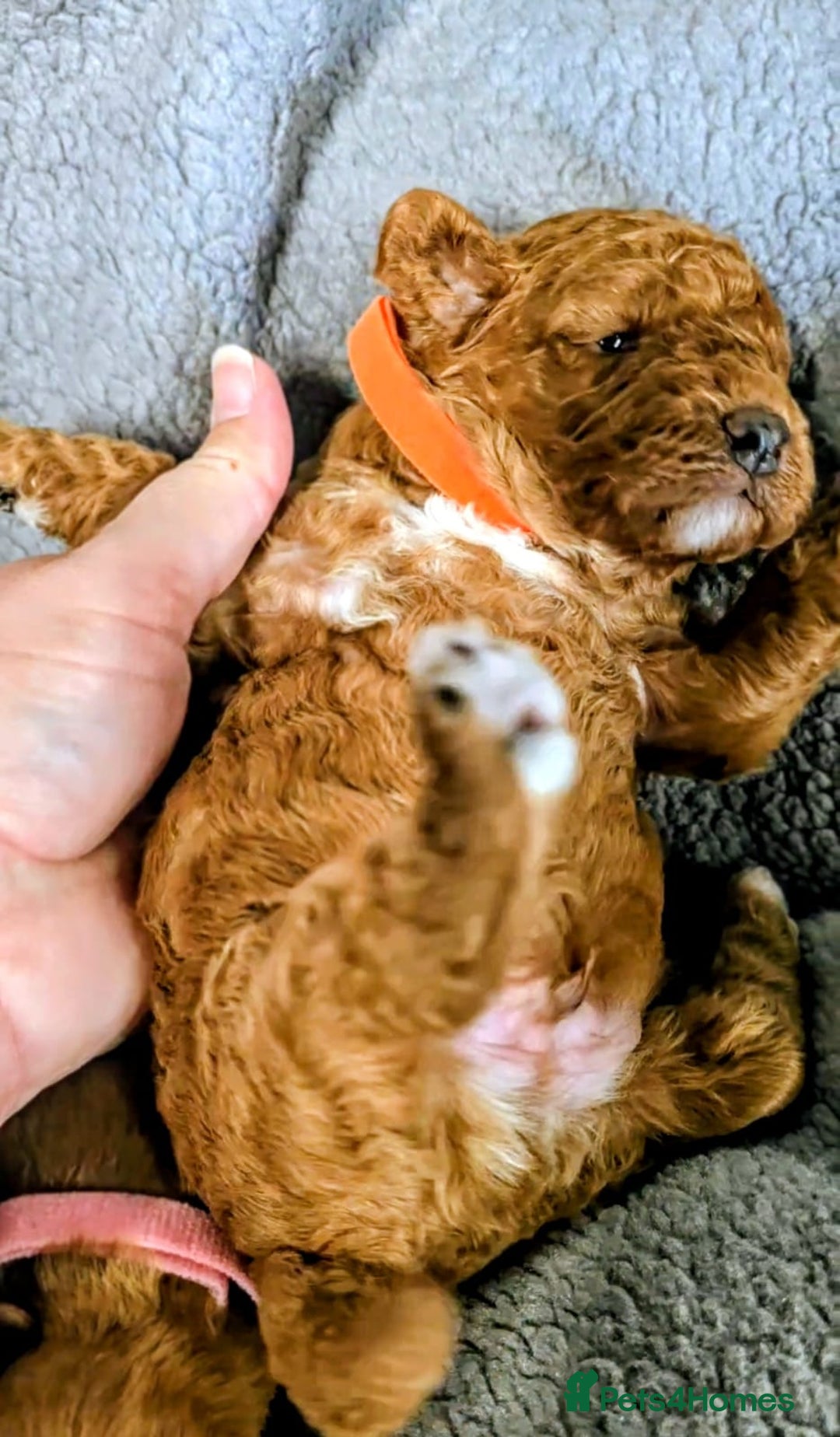 Cockapoo dogs for sale: GENUINE F1B COCKAPOO PUPPIES  - Image 8