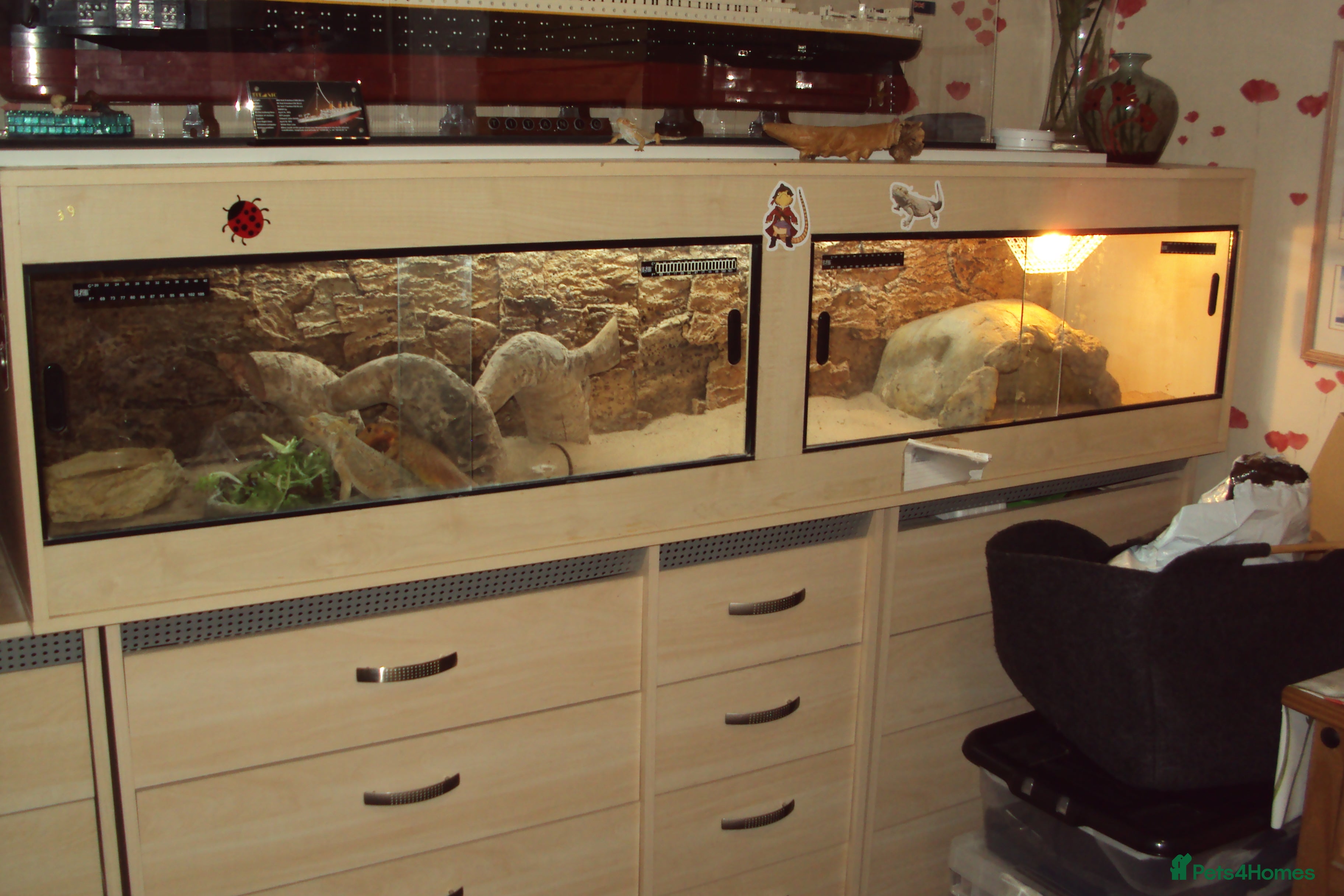 Bearded Dragon reptiles 2 adult female Bearded Dragons + set up and extras - Advert 1