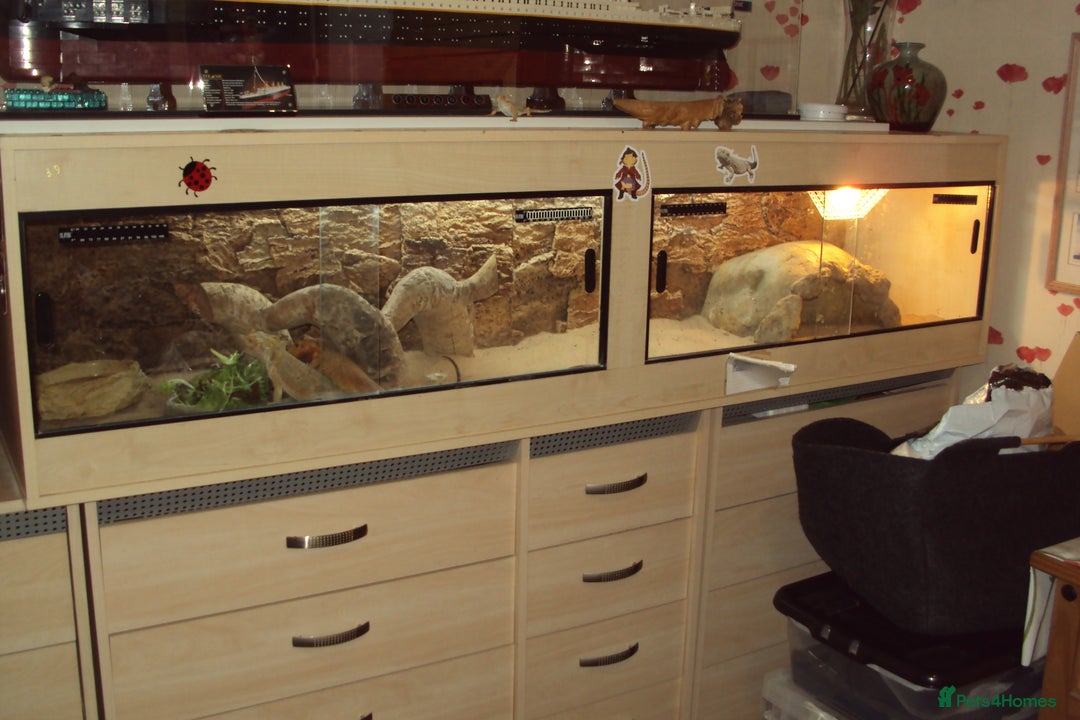 Bearded Dragon reptiles for sale: 2 adult female Bearded Dragons + set up and extras - Advert 1