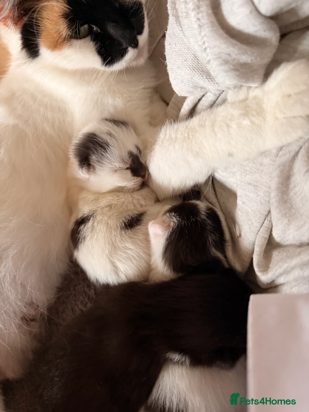 Mixed Breed cats for sale: 3 super friendly girls  - Advert 5