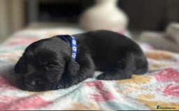 Labradoodle dogs for sale: Miniature Labradoodles  - Image 12