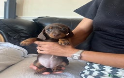 Miniature Dachshund dogs for sale: Miniature dachshund puppies  - Image 14