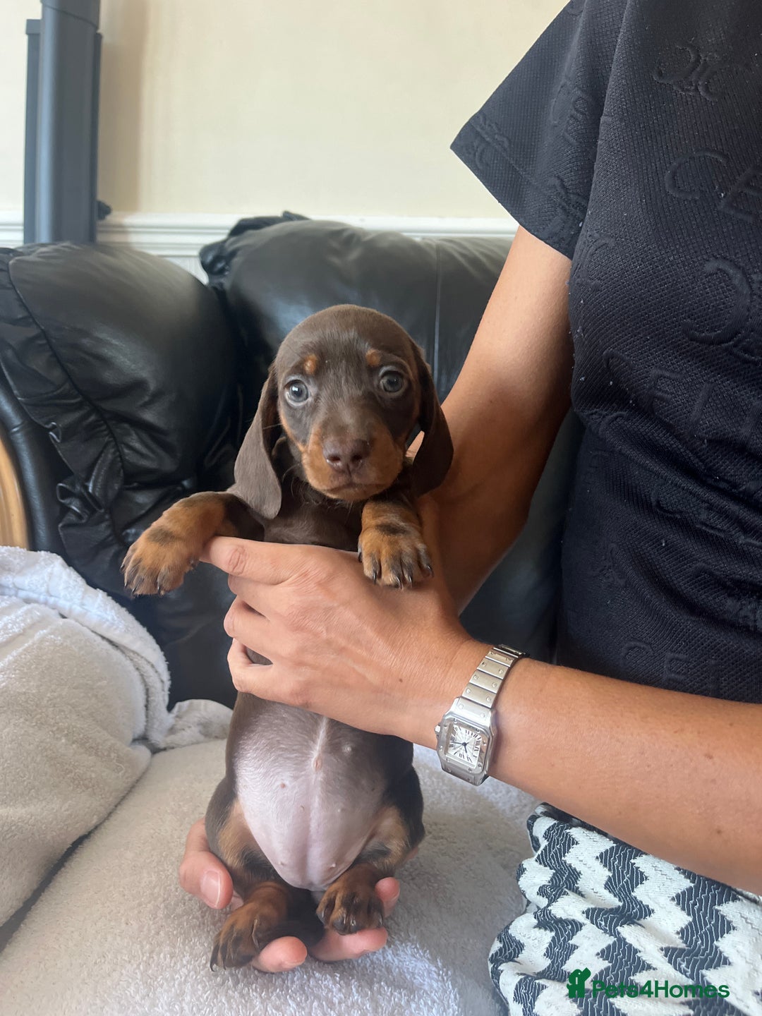 Miniature Dachshund dogs for sale: Miniature dachshund puppies  - Image 14