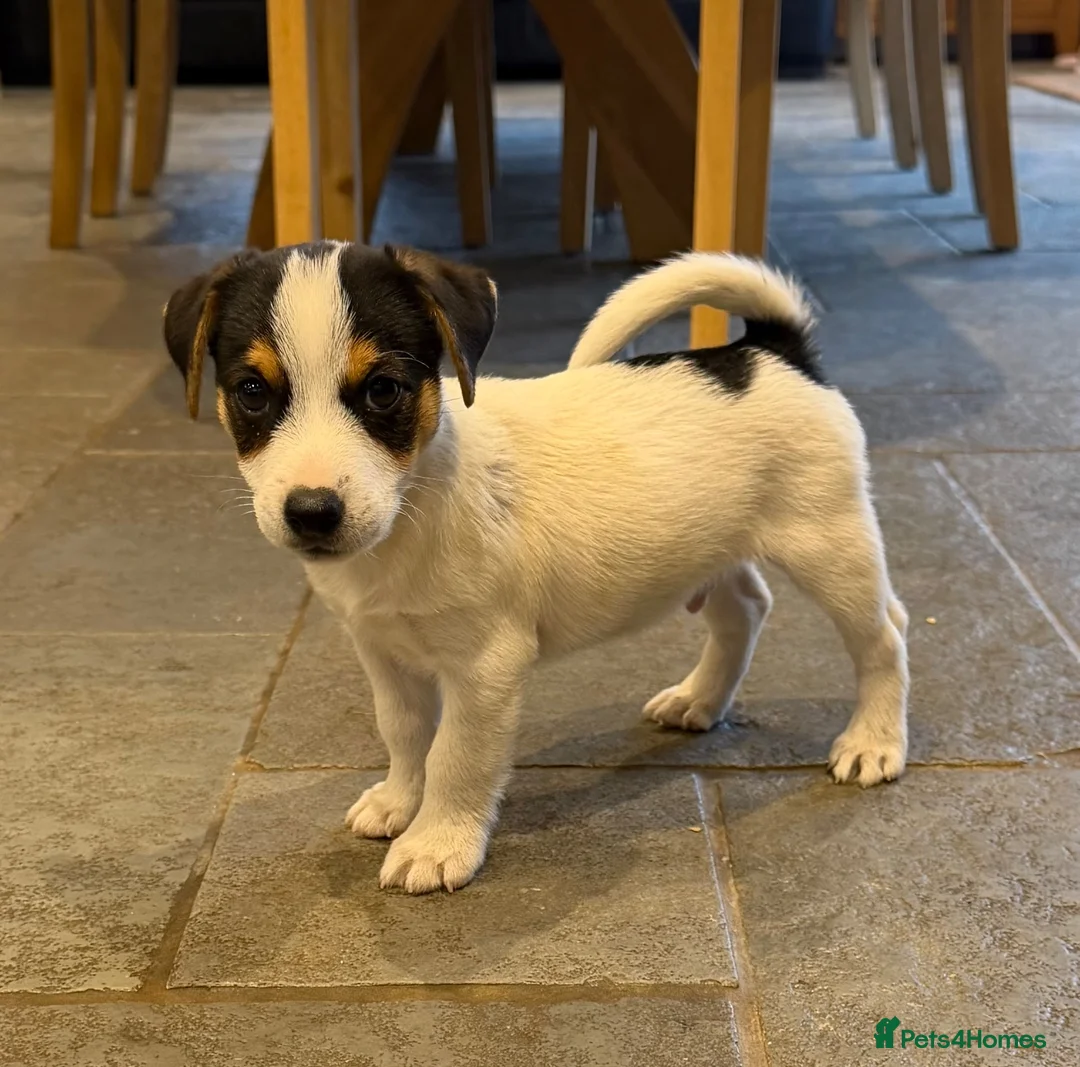 Jack Russell dogs for sale: 1 male puppy READY TO LEAVE - Advert 2