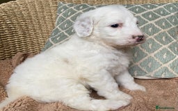 Double Doodle dogs for sale: Gorgeous Australian Double Doodle Pups - Image 15