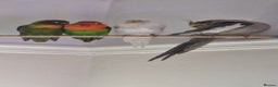Lovebirds birds for sale: Beautiful bonded Fiacher's Lovebirds  - Advert 3