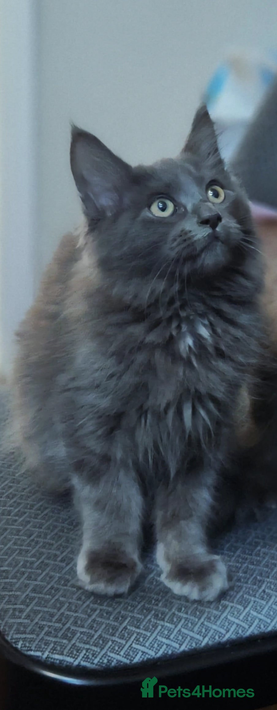 Maine Coon cats Stunning Full Blue Female - Advert 1
