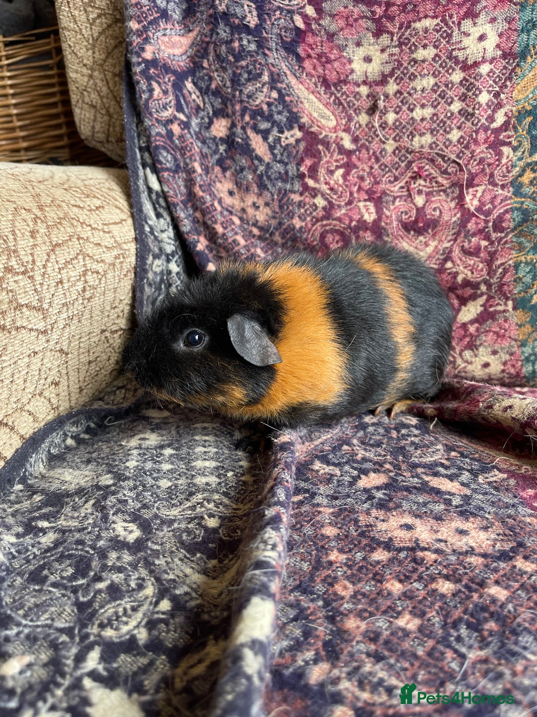 Guinea Pig rodents for sale: Lakeland guinea pigs  - Image 5