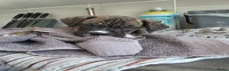 Mixed Breed dogs for sale: Cane corso cross American bulldog  - Advert 9