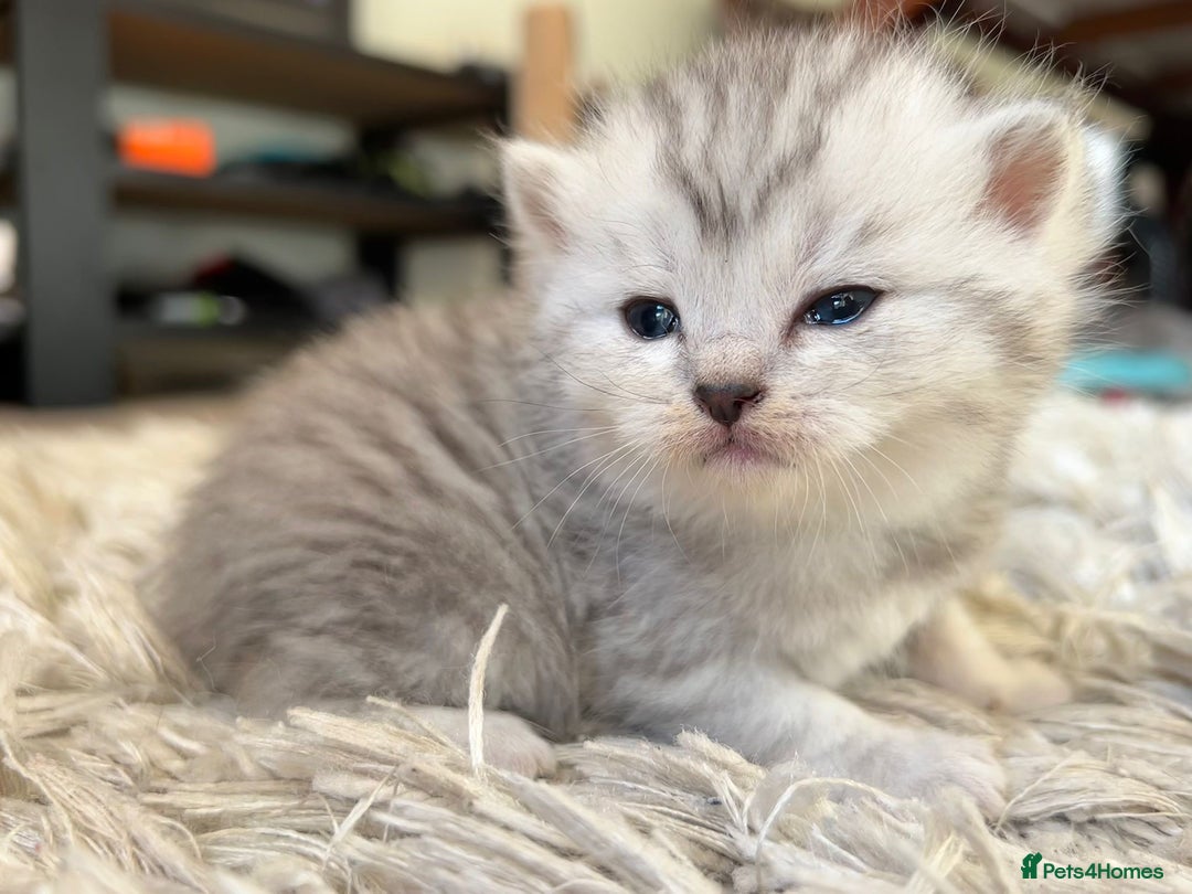 Scottish Fold cats for sale: Scottish fold kittens - Image 6