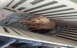 Poochon dogs for sale: READY FOR HER NEW PAW PACK  - Advert 4