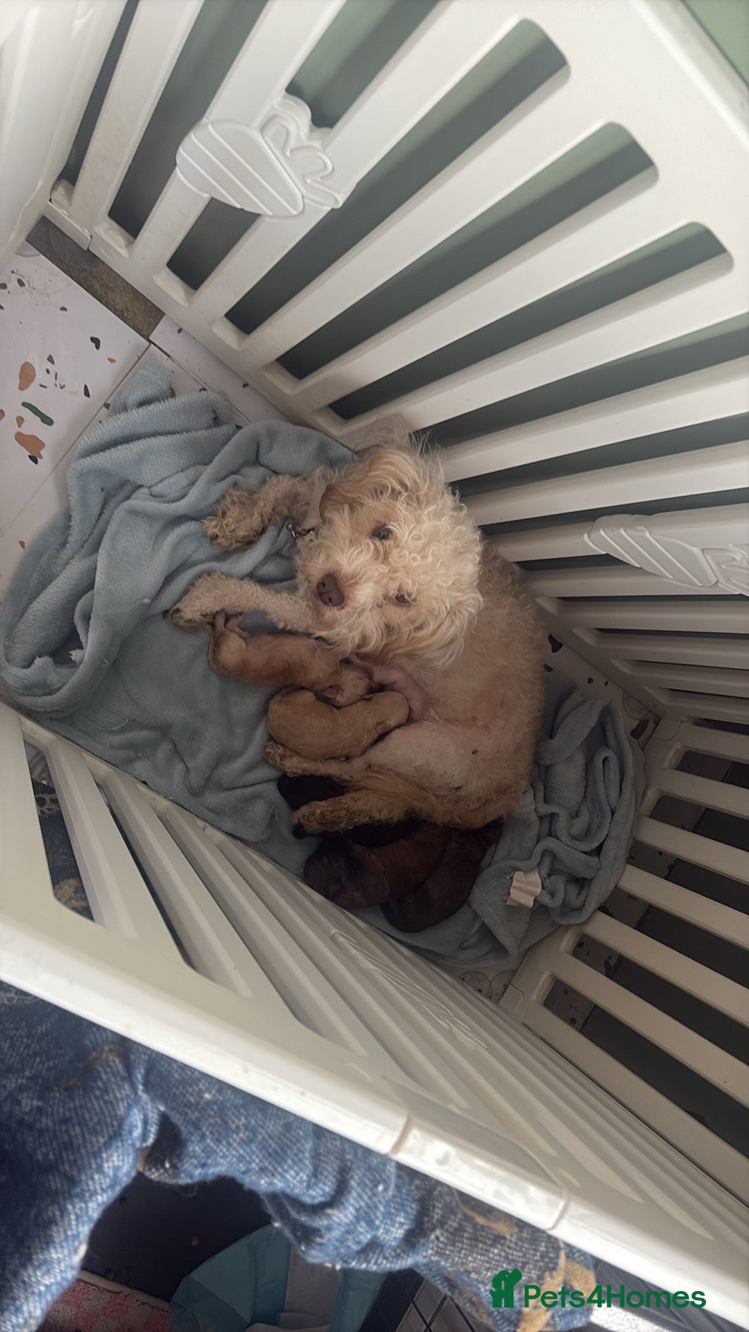 Poochon dogs for sale: READY FOR HER NEW PAW PACK  - Advert 4