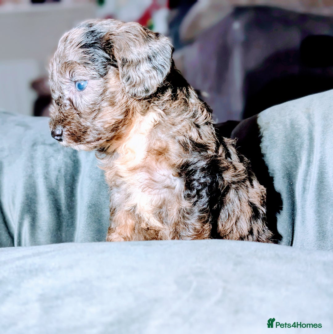 Cavapoochon dogs for sale: Rare Cavapoochons Home Raised PRA clear - Advert 36