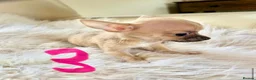 Chihuahua dogs for sale: Tiny chihuahua puppies - Advert 13