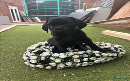 Cane Corso dogs for sale:  Reg - UKBKC Cane Corsos loyal family guardians  - Image 12