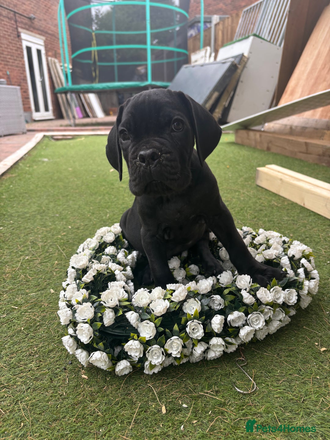 Cane Corso dogs for sale:  Reg - UKBKC Cane Corsos loyal family guardians  - Image 12