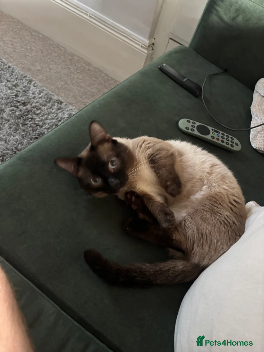Oriental cats for sale: Blu | Munchkin Siamese | 2 Yrs | Neutered - Advert 2