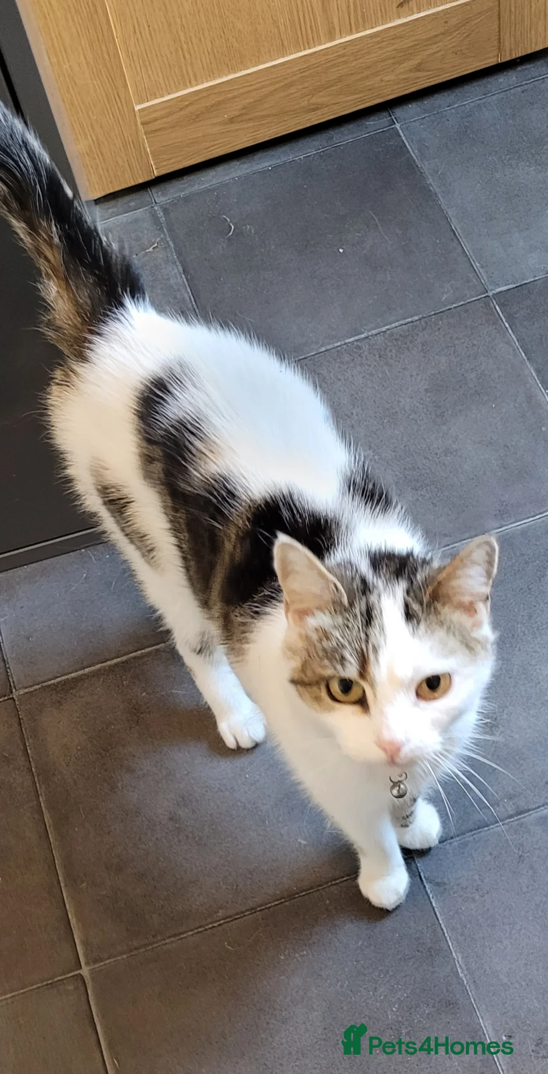 Mixed Breed cats for sale: Cottontail  - Advert 2