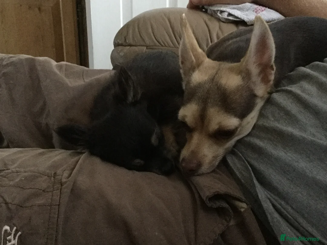 Chihuahua dogs for sale: Lovely Toto - Advert 13