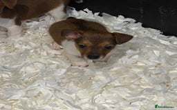 Jack Russell dogs for sale: Jack Russell puppies  - Image 13