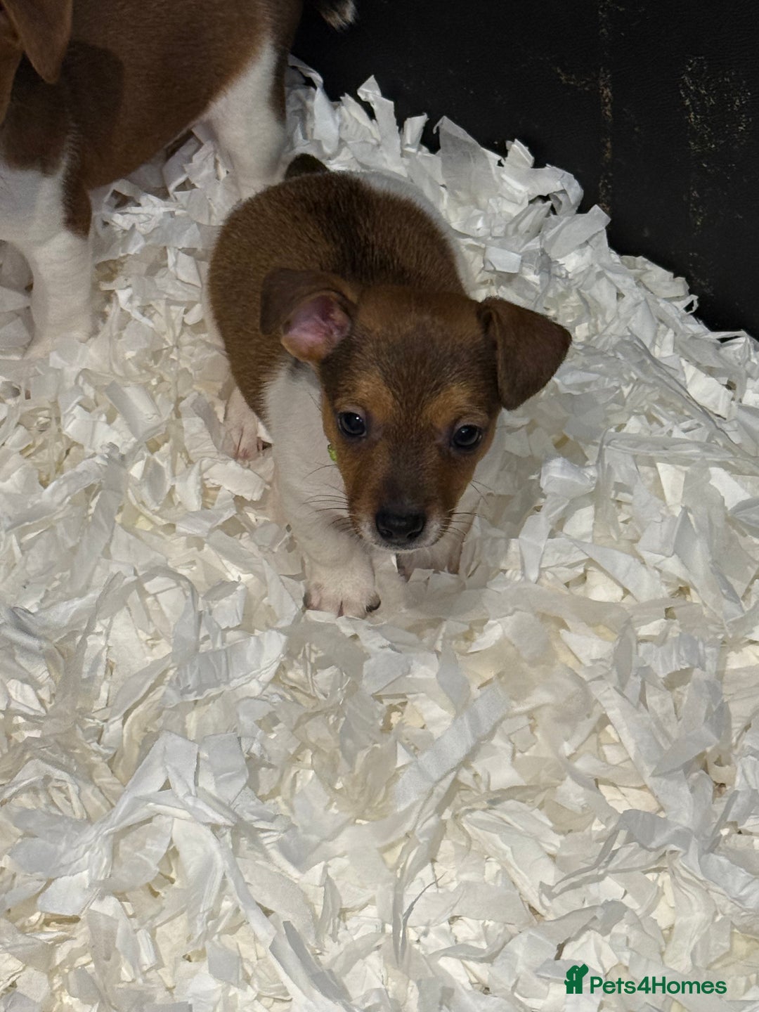 Jack Russell dogs for sale: Jack Russell puppies  - Image 13