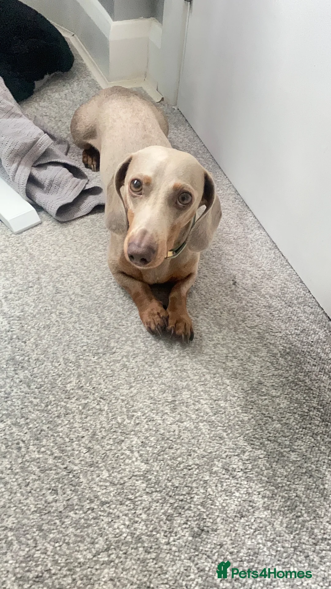 Miniature Dachshund dogs for sale: Loving home needed for KC Miniature Daschund in London - Advert 2