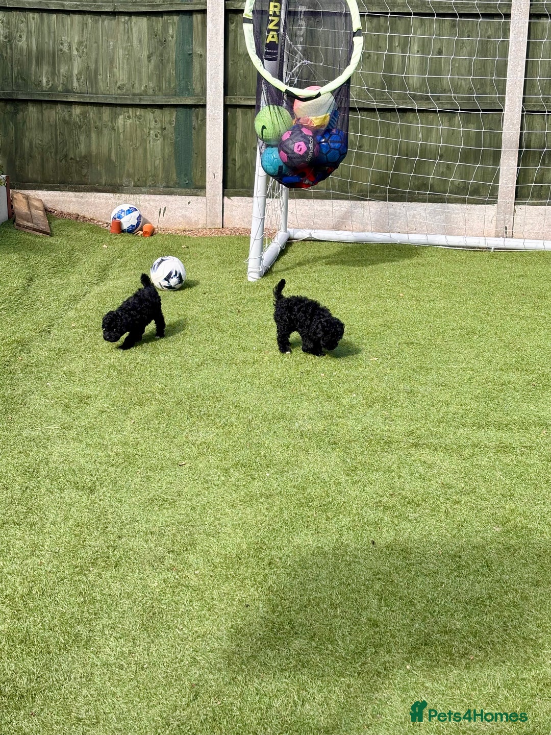 Cockapoo dogs for sale: 3 fluffy miniature cockpoo puppy’s  - Image 28