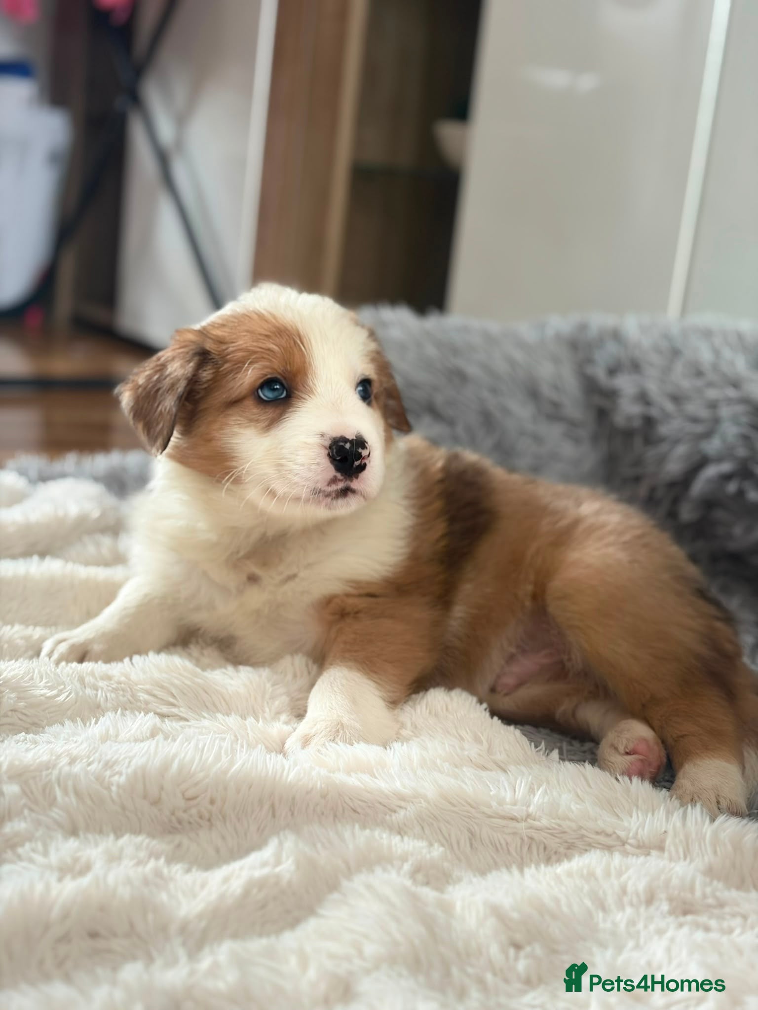 Border Collie dogs Stunning Show line puppies,various colours  - Advert 1