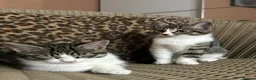 Mixed Breed cats for sale: Gorgeous Fluffy Kittens. Beautiful Little Souls🤍 - Advert 31