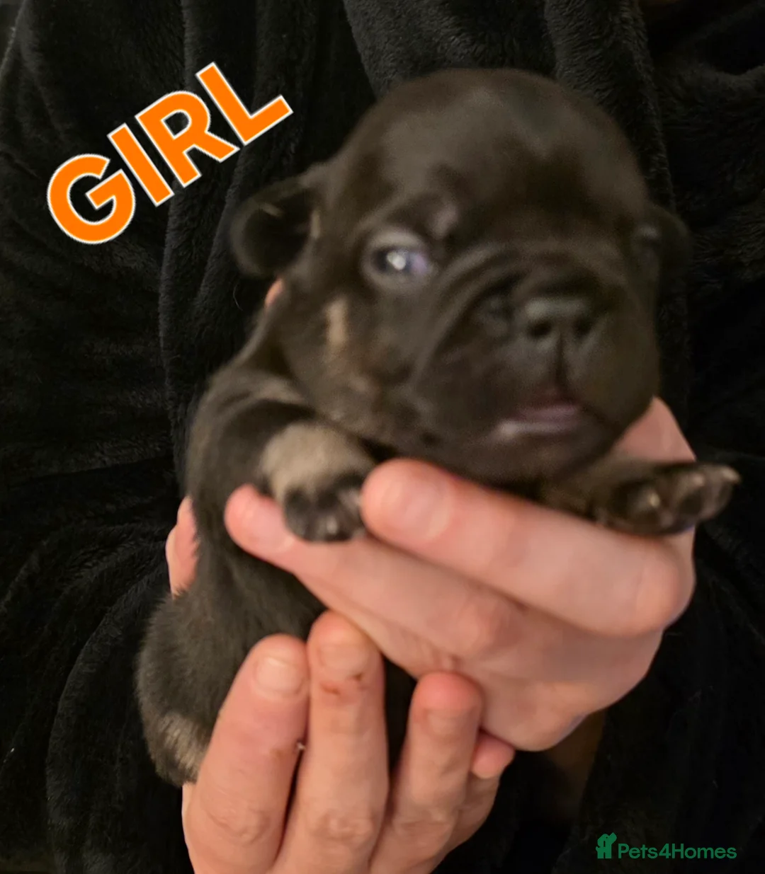 French Bulldog dogs for sale: Stunning French bulldog pupies  - Advert 11