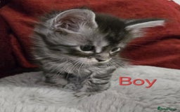 Maine Coon cats for sale: 1 Maine Coon kitten boy. - Image 22