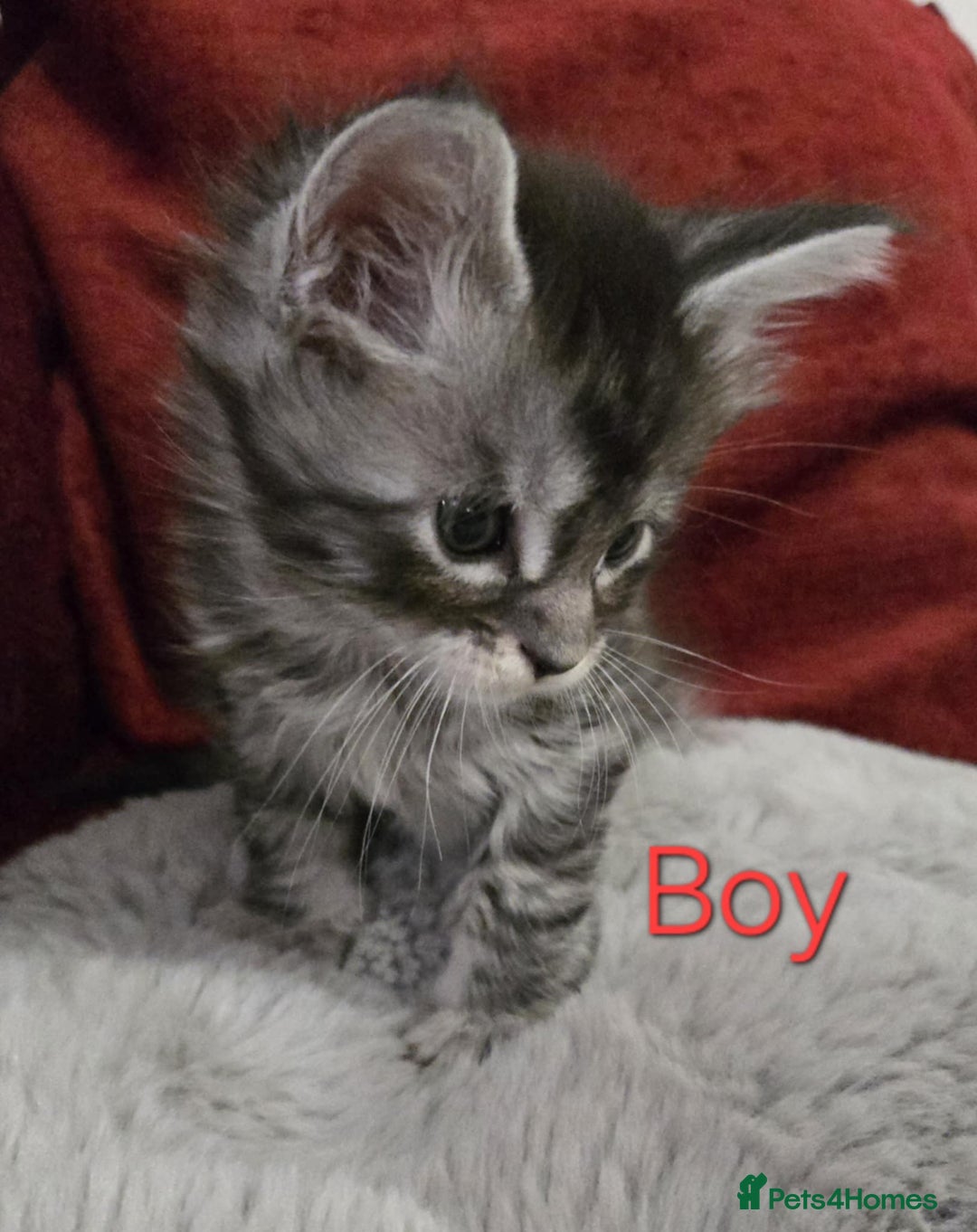 Maine Coon cats for sale: 1 Maine Coon kitten boy. - Image 22