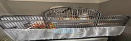 Cockatiels birds for sale: Two hand-reared, exceptionally tame cockatiels - Advert 8