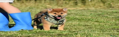 Japanese Shiba Inu Puppy 5
