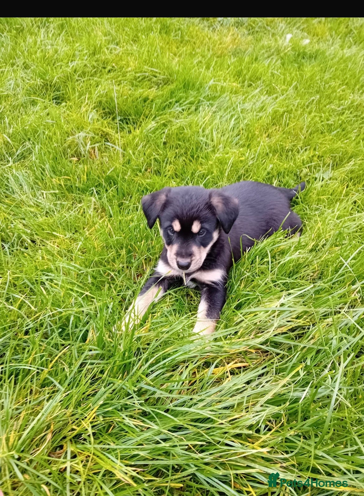 Mixed Breed dogs Borador puppies for sale - Advert 1