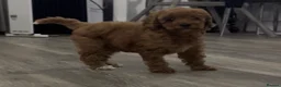 Cavapoo dogs for sale: Cavapoo x toy poodle puppies - Advert 9