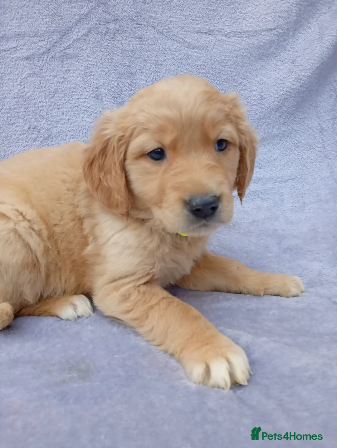 Golden Retriever dogs for sale: Golden retriever puppies  - Advert 3