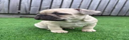 French Bulldog dogs for sale: French Bulldog Puppies - Fawn/Cream - Advert 17