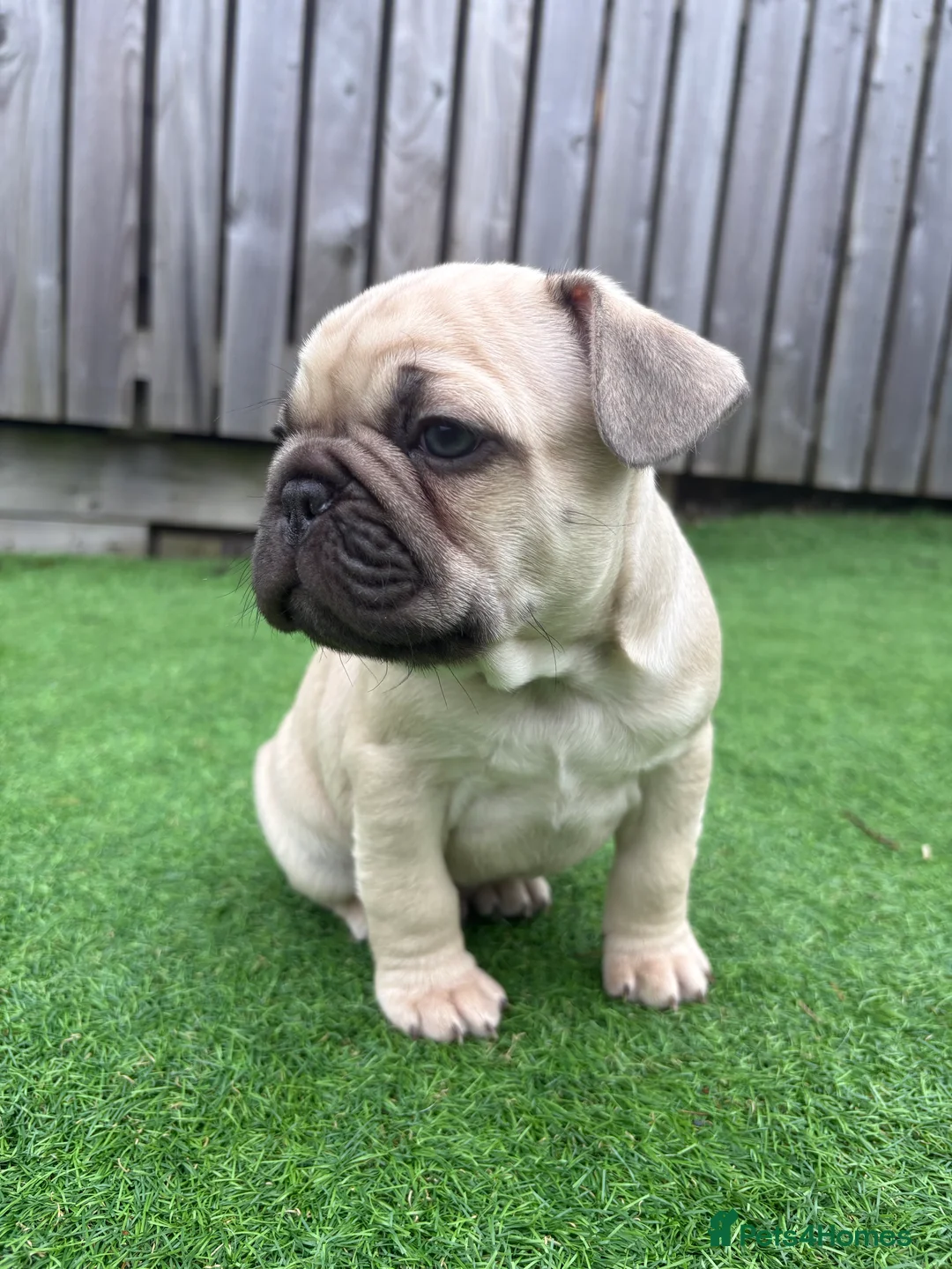 French Bulldog dogs for sale: French Bulldog Puppies - Fawn/Cream - Advert 17